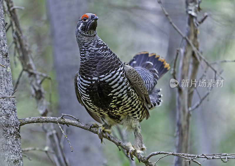 云杉松鸡或加拿大松鸡(Falcipennis canadensis)是一种中型松鸡，与北美针叶林或针叶林密切相关。它是最适合树栖的松鸡之一，非常适合栖息和移动